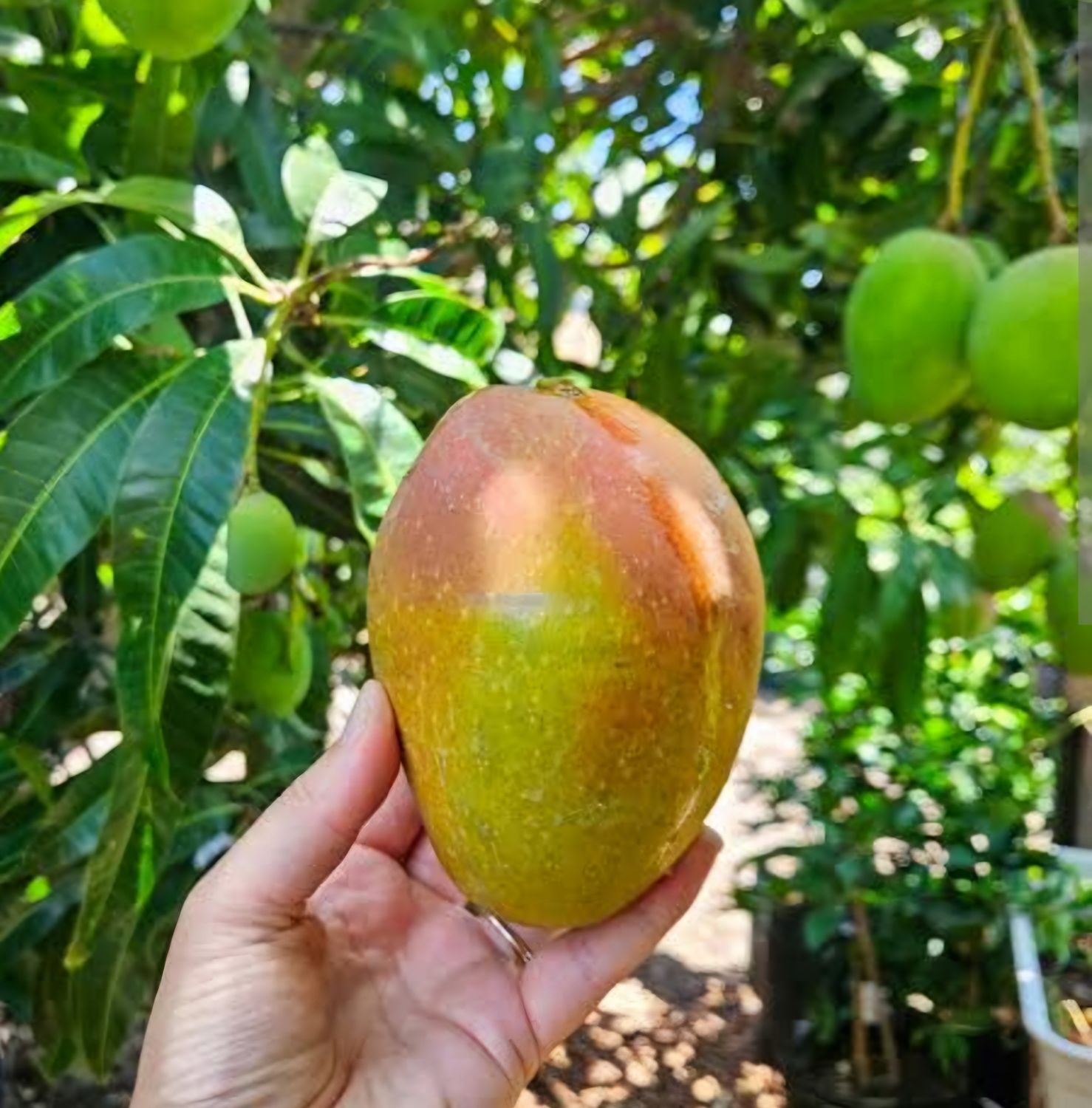 Mango (Bambaroo) Grafted - 60-80cm