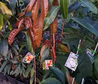 Mango (Bambaroo) Grafted - 60-80cm