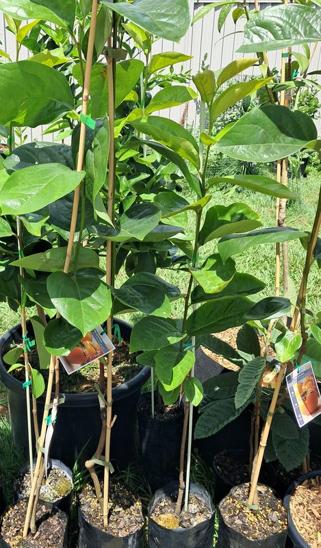 Persimmon (Nightingale) Grafted Tree Advanced 80-100cm