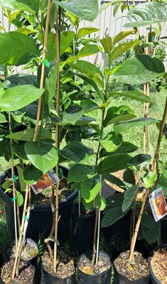 Persimmon (Nightingale) Grafted Tree Advanced 80-100cm