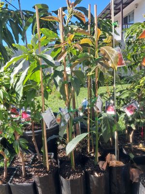 Avocado (Wurtz) Grafted Advanced 80-100cm (A)