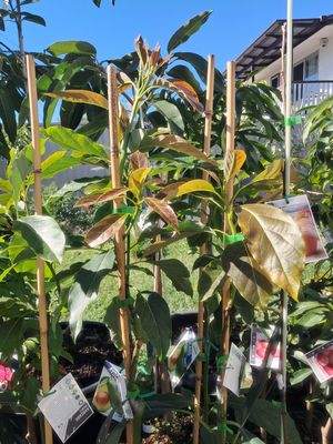 Avocado (Wurtz) Grafted Advanced 80-100cm (A)