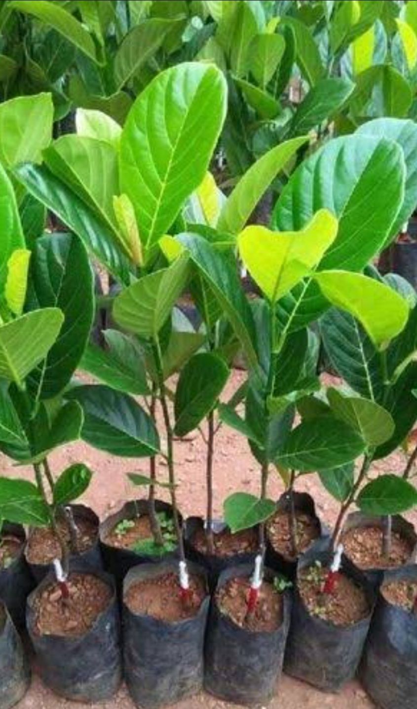 Jackfruit Seedling Advanced - 60-80cm Organic