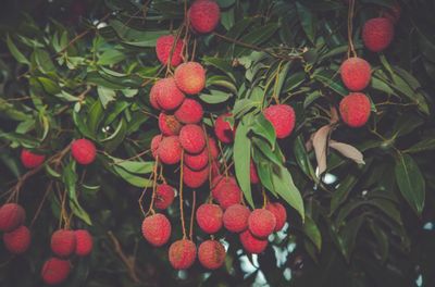 Lychee Seedling Organic - 700ML Pot