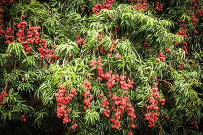 Advanced (Edron Lee) Grafted Lychee 80-100cm