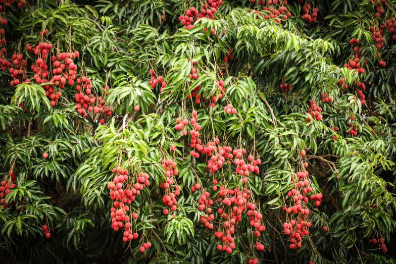 Advanced (Edron Lee) Grafted Lychee 80-100cm