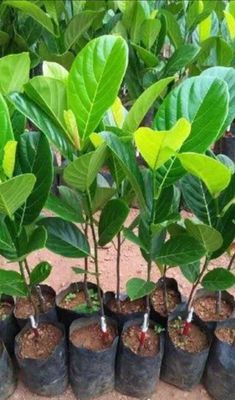 Jackfruit Seedling Advanced - 60-80cm Organic (Ratu Red)