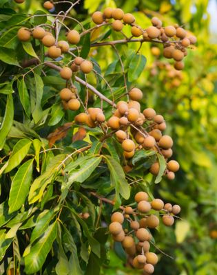Longan