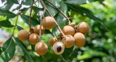 Longan (kohala) - Advanced 80-100cm