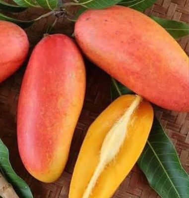 Mango (King Thia) Grafted - 60-80cm
