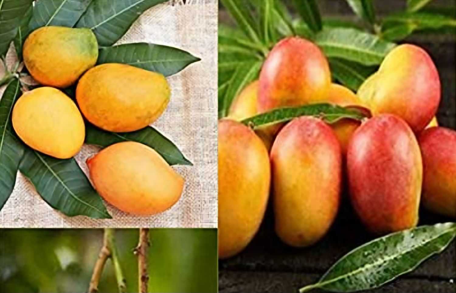 Mango (Red Mulgova) - Grafted 60-80cm