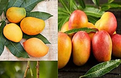 Mango (Red Mulgova) - Grafted 60-80cm