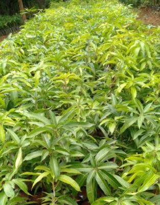 Mango (Bangnapalli) - Grafted 60-80cm