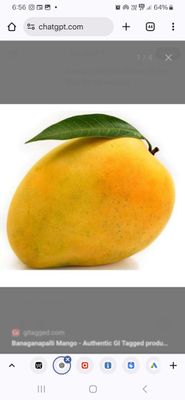 Mango (Bangnapalli) - Grafted 60-80cm