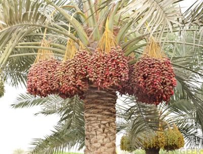 Medjool Date Palm Seedling Organic