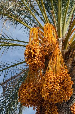 Medjool Date Palm Seedling Organic