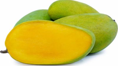 Mango (Elephant) Grafted - 60-80cm