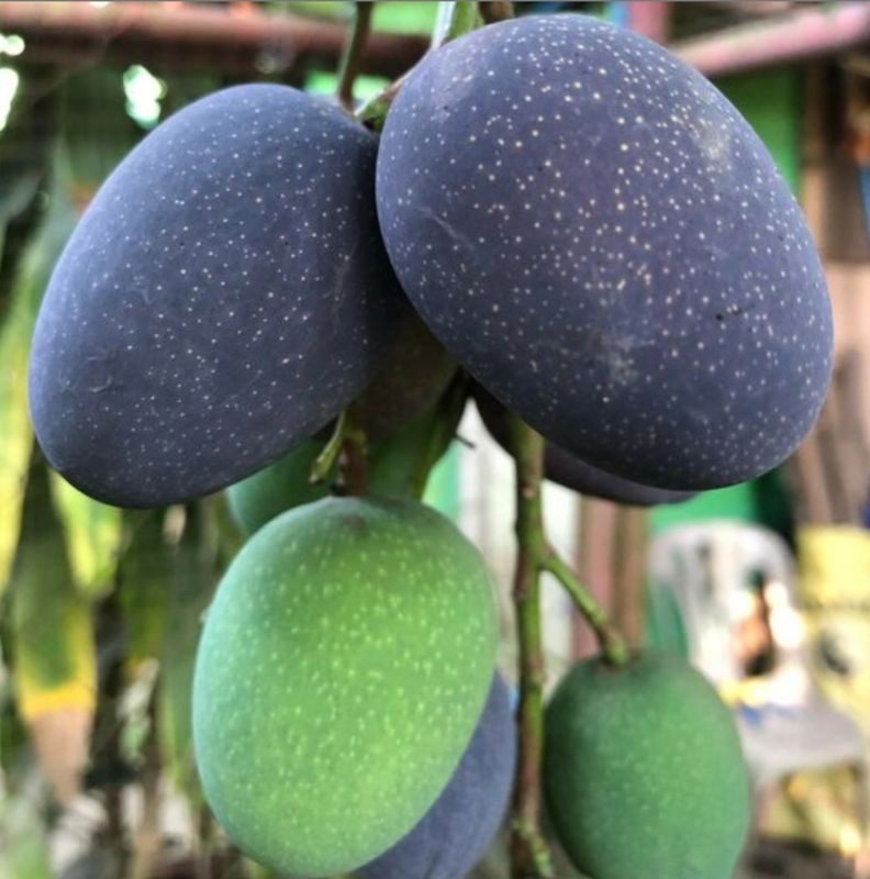 Mango (Kasturi) Grafted Advanced 80-100cm