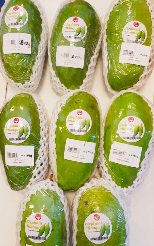Mango (Elephant) Grafted - 60-80cm