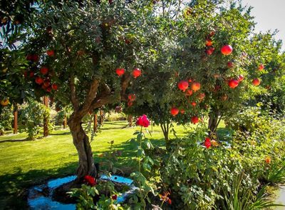 Pomegranate (Wonderful) - 60-80cm