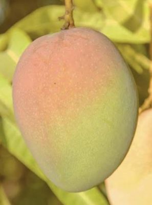 Mango (Kensington Pride Seedling) 80cm