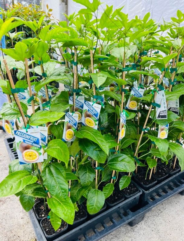 Passionfruit Vine - Pandora Panama Perfection