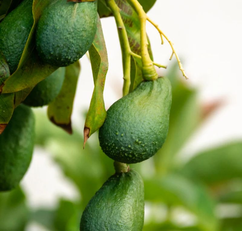 Avocado (Shepard) Grafted Tree 60-80cm