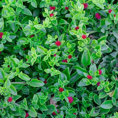 Baby Sunrose (Aptenia)