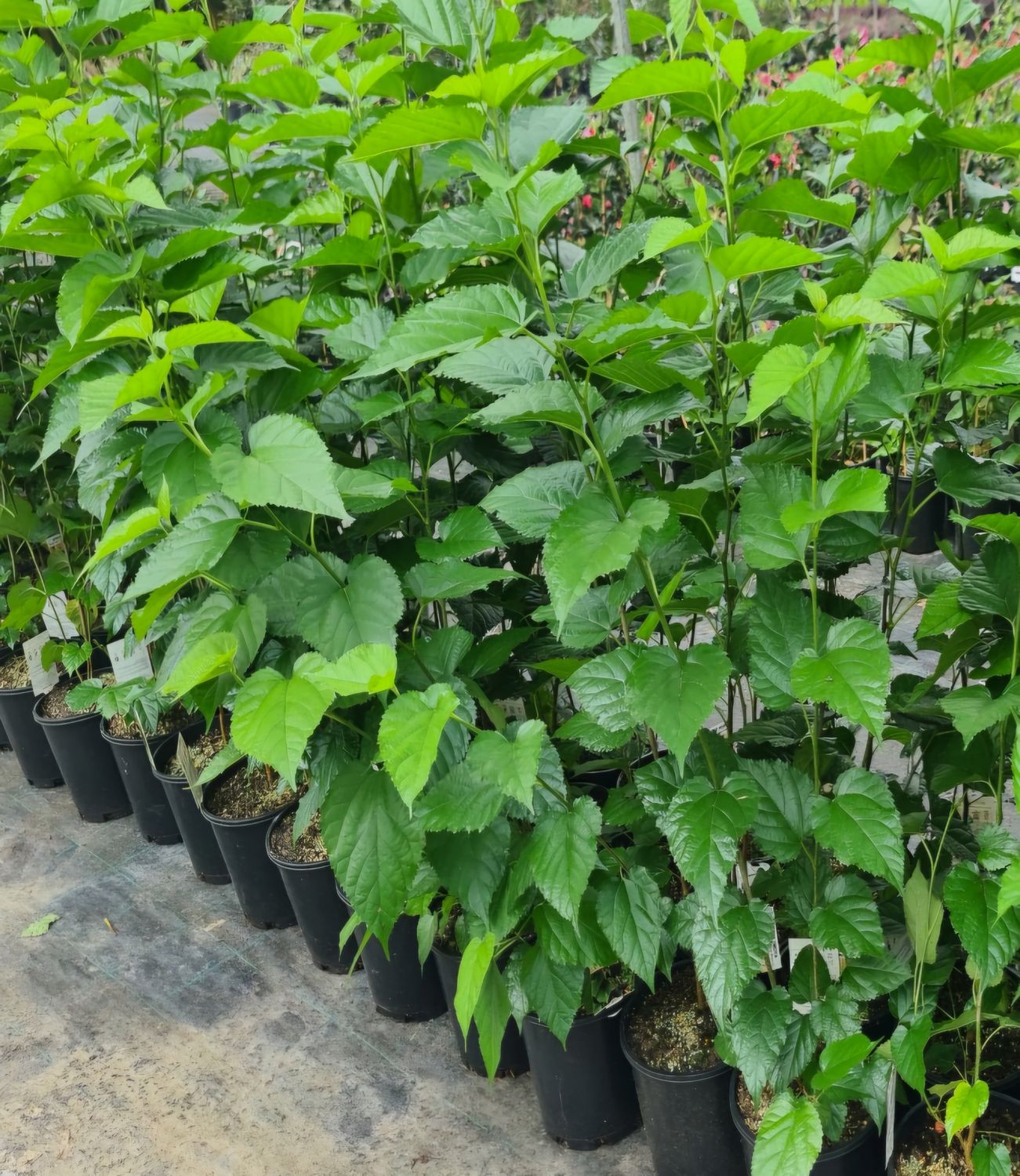 Black Mulberry Tree Rooted 60-80cm (from an advanced cutting) Organic