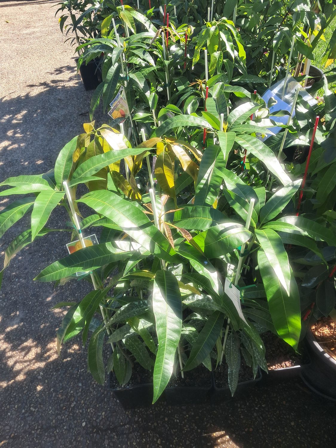 Mango (Fruit Punch) Grafted - 80-100cm