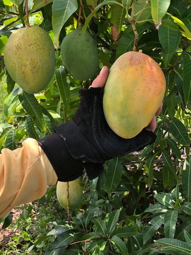 Mango (Pineapple Pleasure) Grafted - 80cm