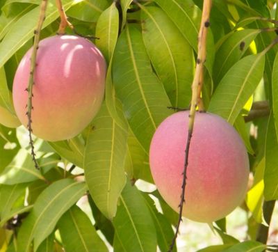 Mango (R2E2) Grafted 80-100cm