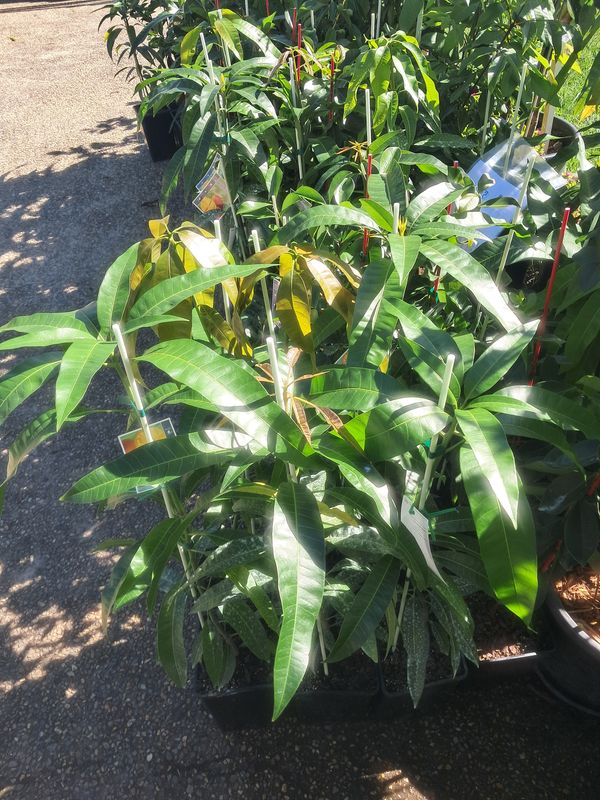 Mango (R2E2) Grafted - 80-100cm