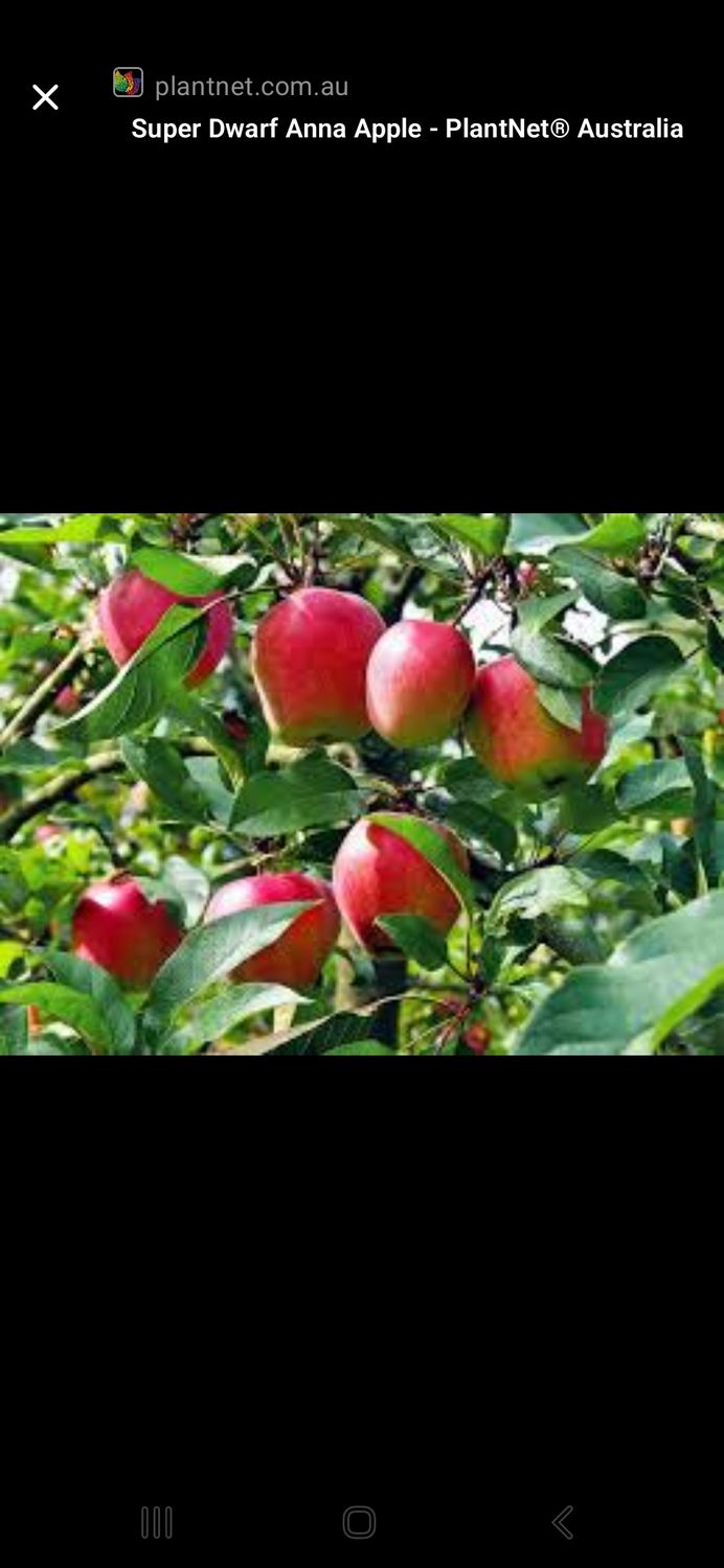 Apple Grafted (Anna) Organic - 80-100cm