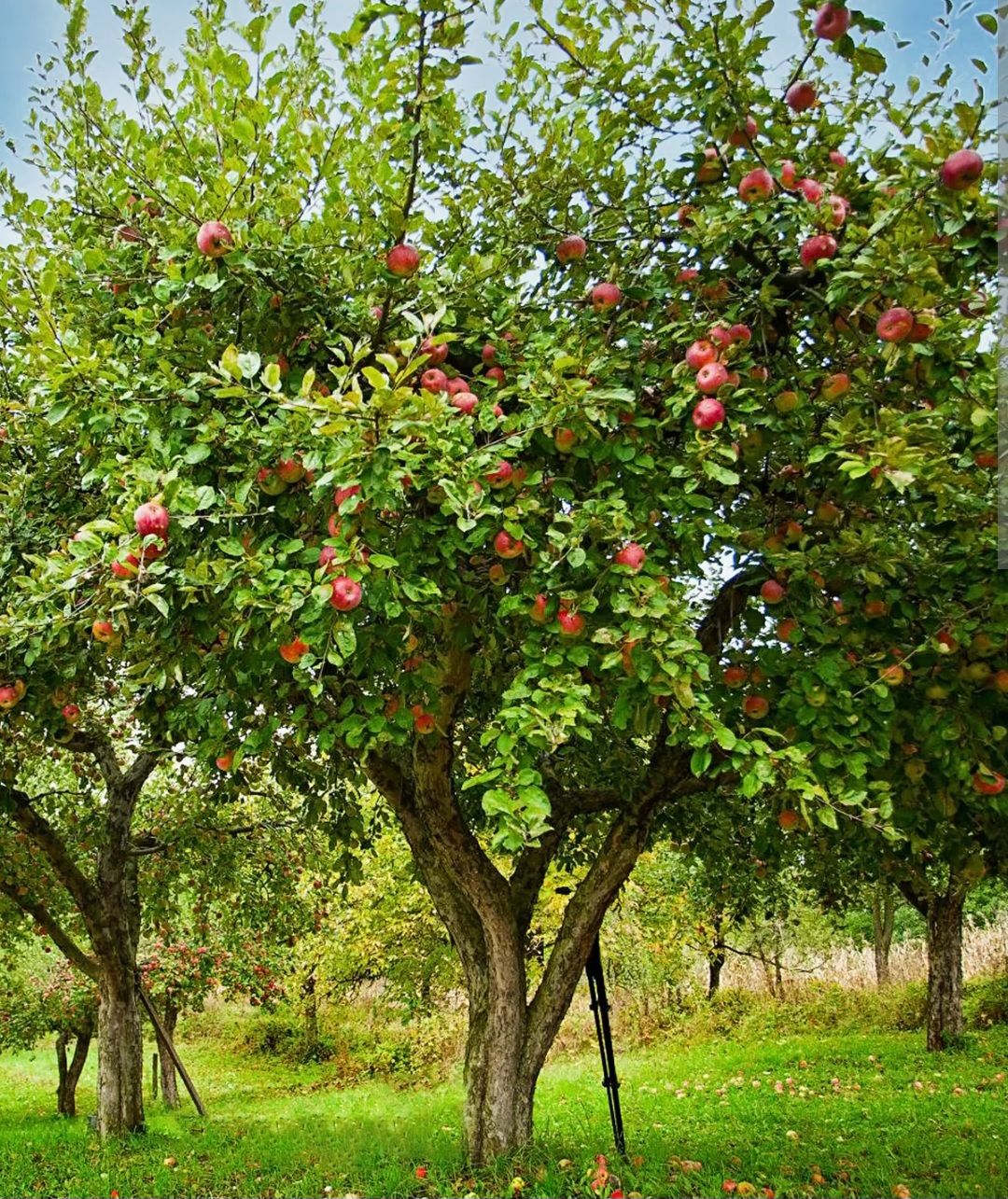 Apple Grafted (Anna) Organic - 100cm