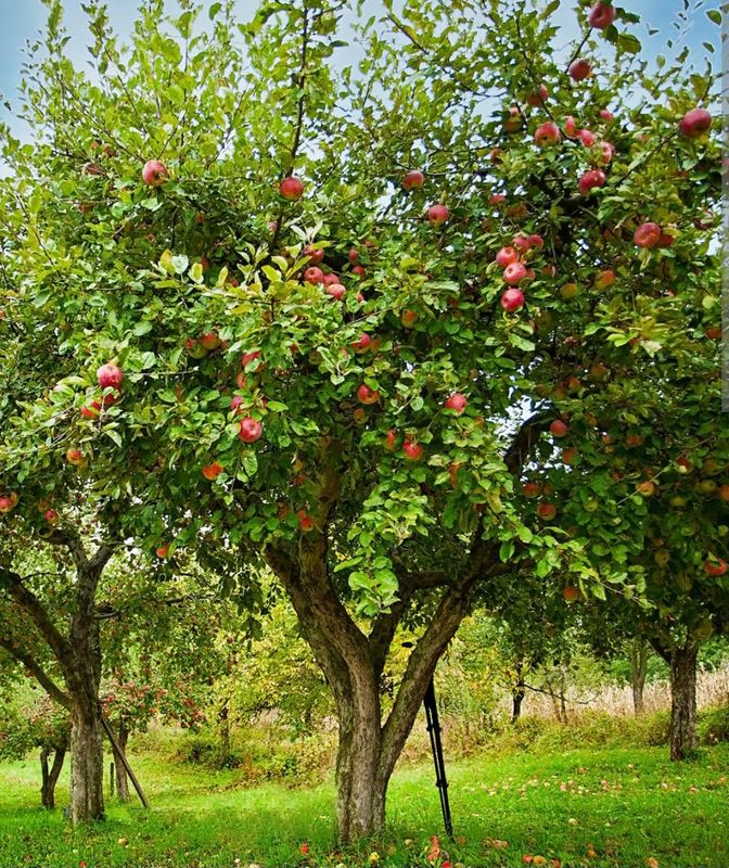 Apple Grafted (Anna) Organic - 80-100cm