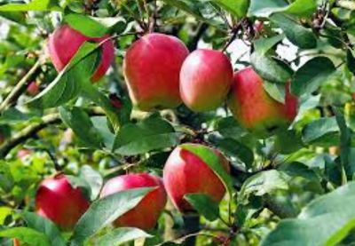Apple Grafted (Anna) Organic - 80-100cm