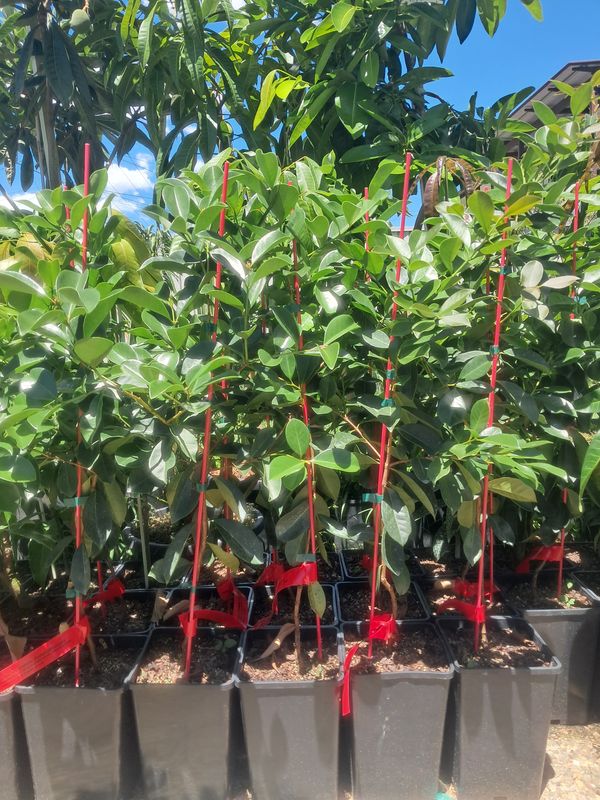 Red Cherry Guava Bush (fruiting super sweet) - 80-100cm