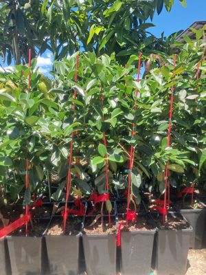 Red Cherry Guava Bush (fruiting super sweet) - 80-100cm