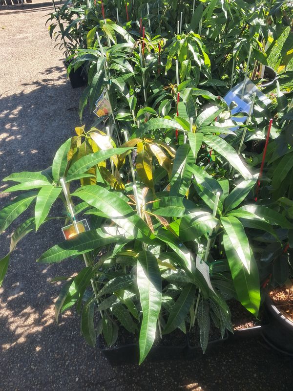 Mango (Pineapple Mike) Grafted - 60-80cm