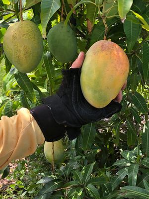Mango (Pineapple Mike) Grafted 60-80cm