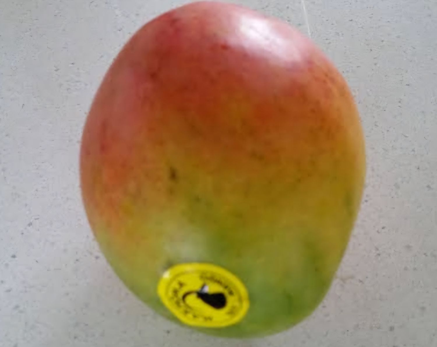 Mango (Bundy Late) Grafted - 80-100cm