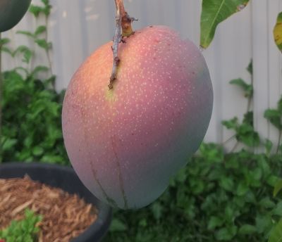 Mango (Lucinda) Grafted Advanced 80-100cm