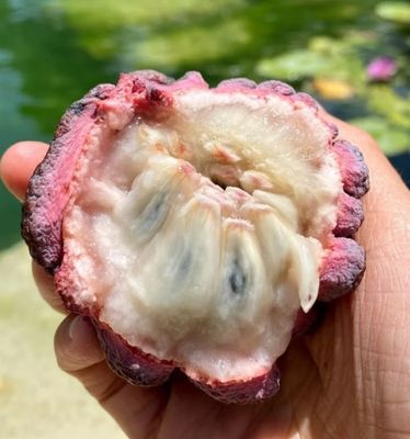 Purple Sugar Apple (Sweetsop) 80-100cm