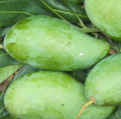 Mango (Falan) Grafted - 80-100cm