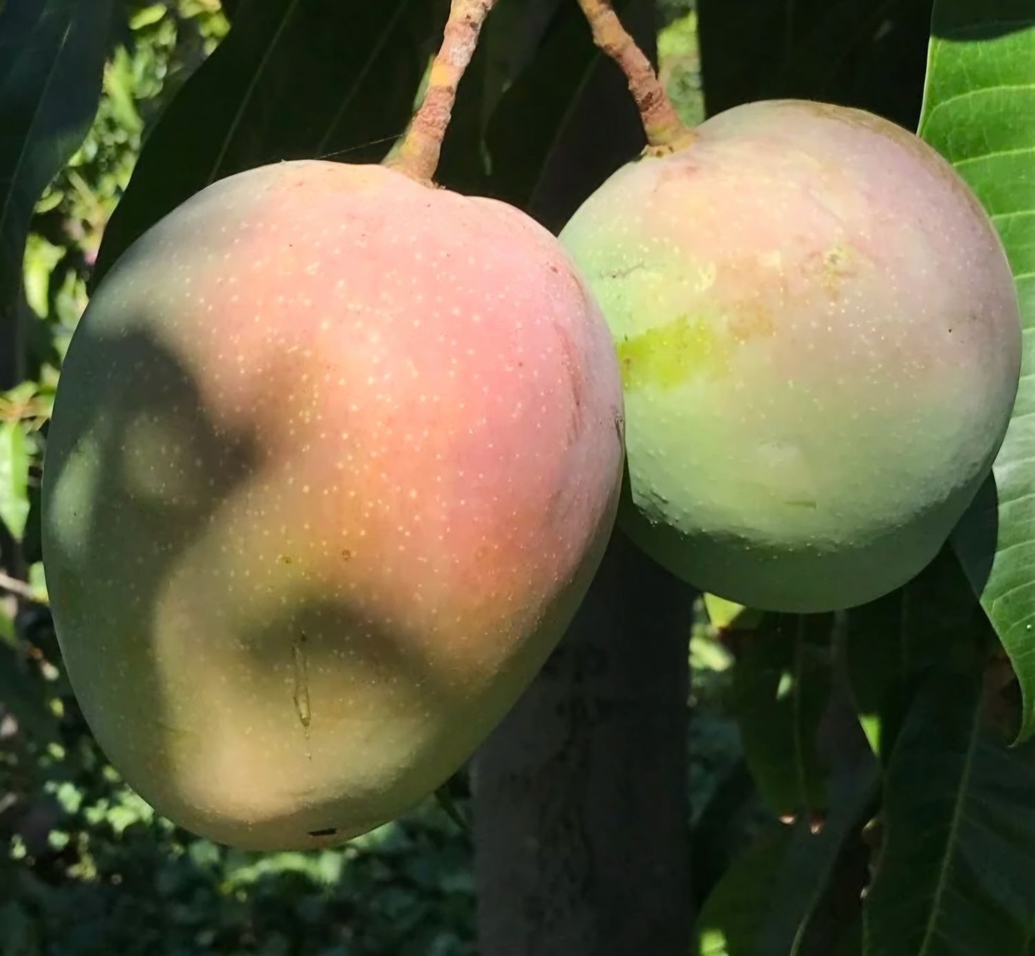 Mango (Ken Mono) Grafted - 80-100cm