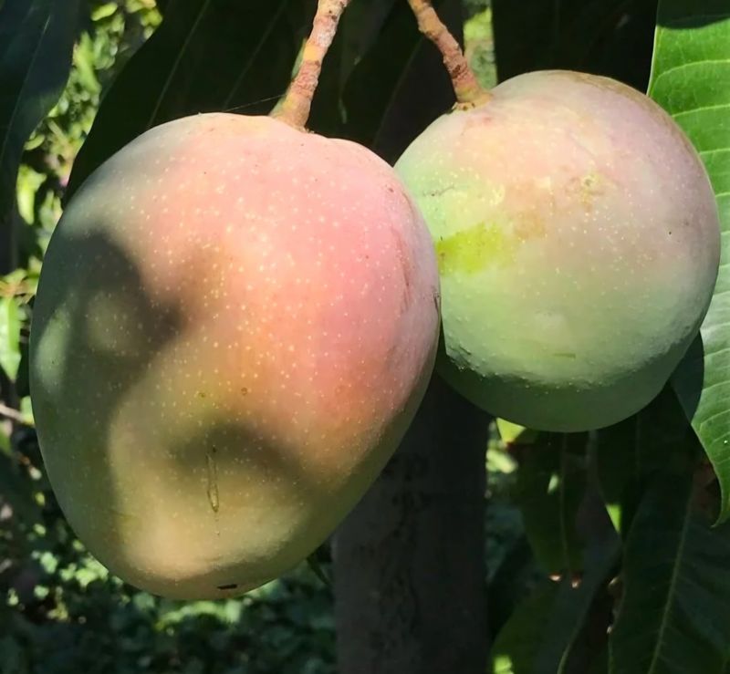 Mango (Ken Mono) Grafted - 80-100cm