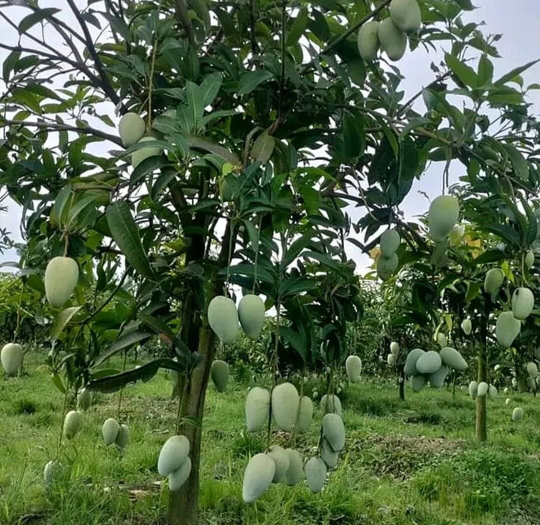 Mango (Falan) Grafted - 80-100cm