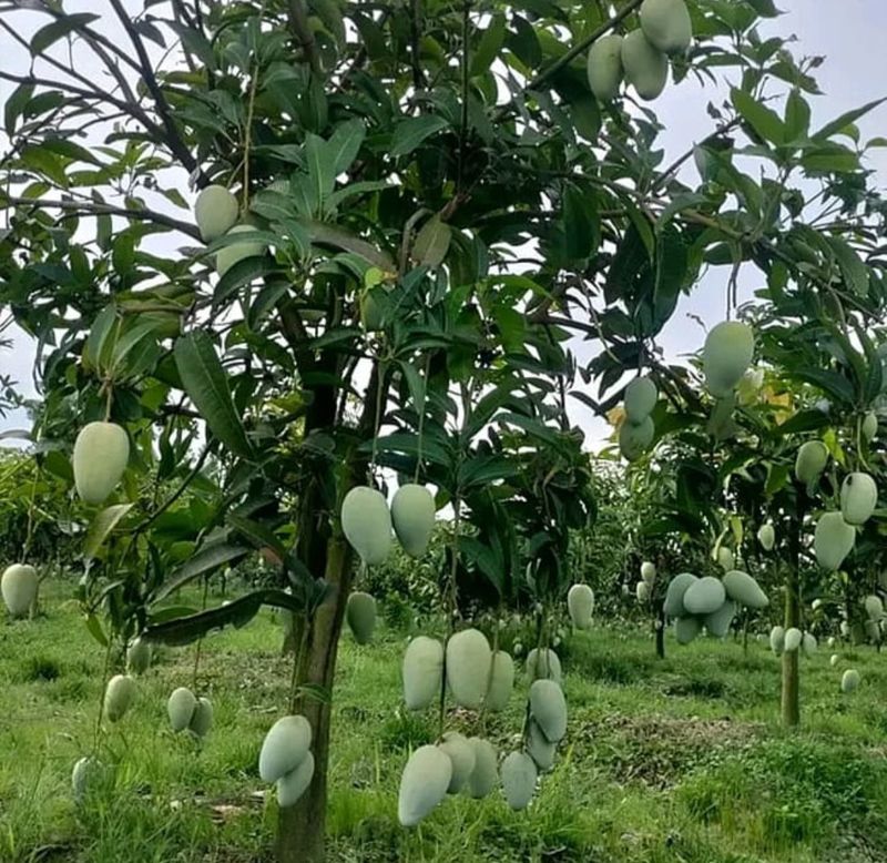 Mango (Falan) Grafted - 80-100cm