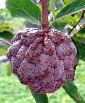 Purple Sugar Apple (Sweetsop) 80-100cm